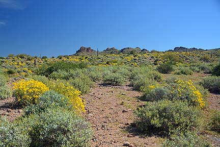 McDowell Mountain Regional Park, February 12, 2015